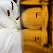 Load image into Gallery viewer, Ginger Black Pepper CBD tincture by Remedy Plant Lab is made with full-spectrum CBD oil and beneficial terpenes such as beta-caryophyllene which naturally spicy in flavor. Combined with pure extractions of ginger root and black pepper, smoothed out with organic avocado and organic grape seed oil.